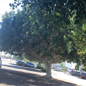 Meet your Posher, Marciano